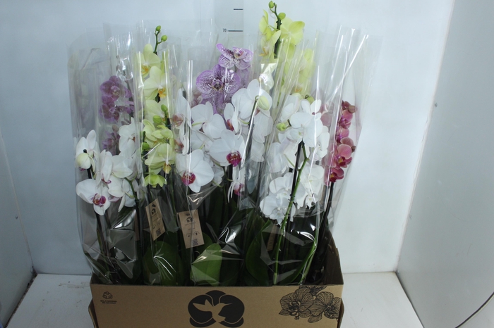 <h4>PHALAENOPSIS P12 3 HT</h4>