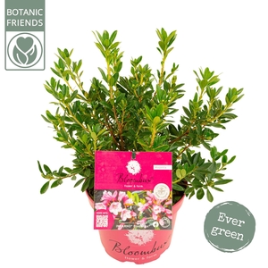 Rhododendron 'Bloombux' Magenta