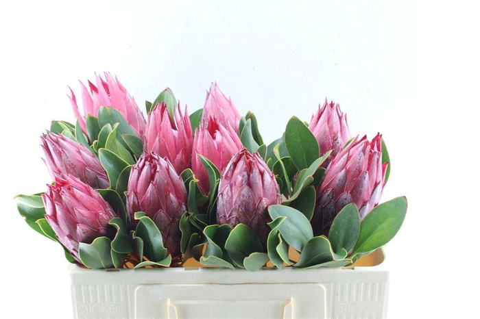 <h4>PROTEA CY MADIBA</h4>
