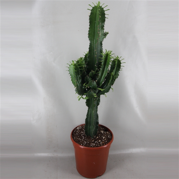 <h4>1830I Euphorbia ingens 24 cm</h4>