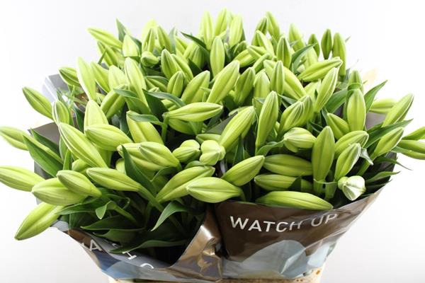 <h4>Li Lf Watch Up 3 Kop Bredef</h4>