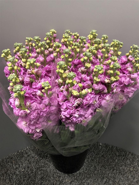 <h4>Matth Iron Pink</h4>