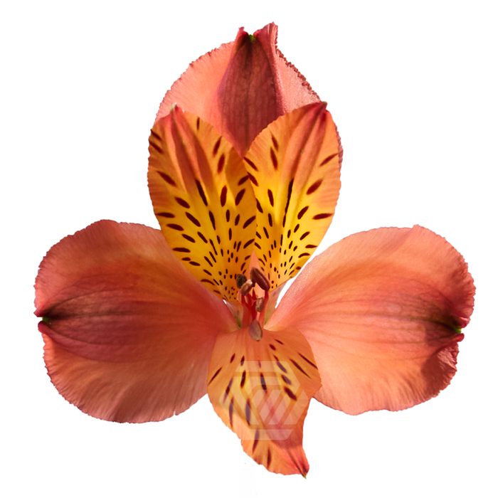 <h4>ALSTR CINNAMON Tessa</h4>