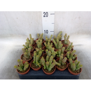 Crassula   ...