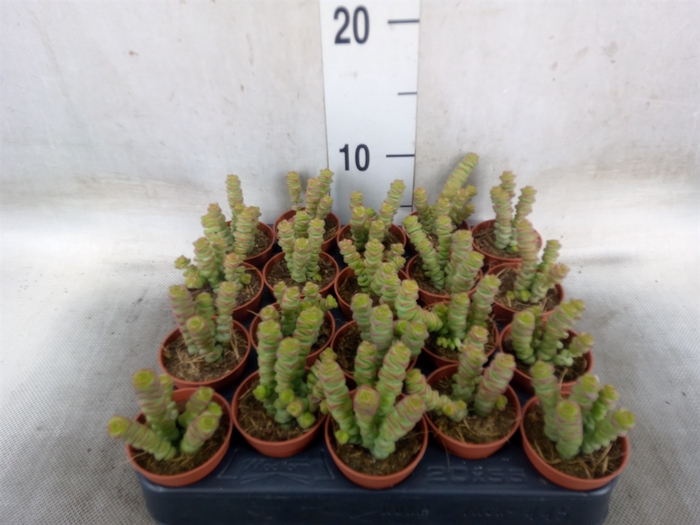 <h4>Crassula   ...</h4>