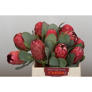 Protea Grandiceps