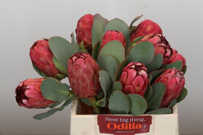 <h4>Protea Grandiceps</h4>