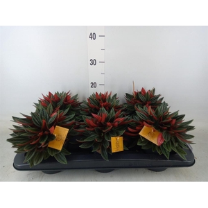 Peperomia caperata 'Rosso'