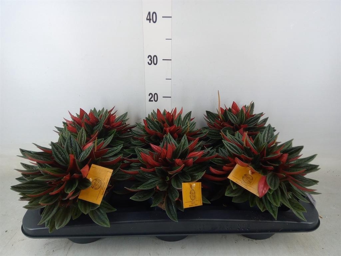 <h4>Peperomia caperata 'Rosso'</h4>