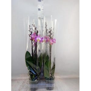 Phalaenopsis   ...rose