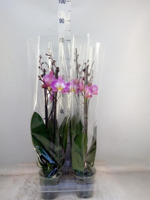 <h4>Phalaenopsis   ...rose</h4>