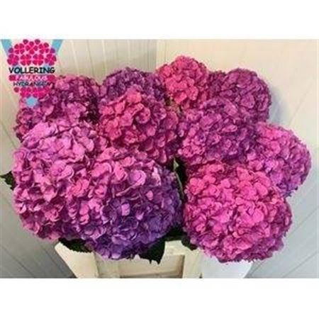 <h4>Hydr M Royal Anastasia Bl</h4>