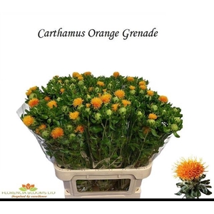 CARTH T ORANGE GRENA
