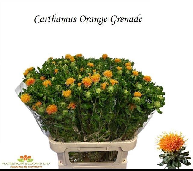 <h4>CARTH T ORANGE GRENA</h4>