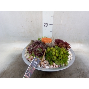 Arr.  Sempervivum L%