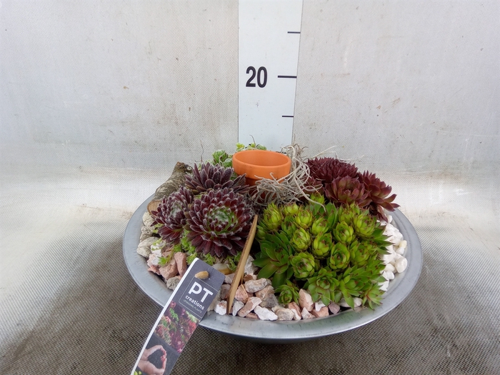 <h4>Arr.  Sempervivum L%</h4>