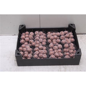 F-malusappel Glitter Koper