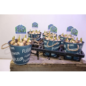 Arr Muscari In Zinken Pot