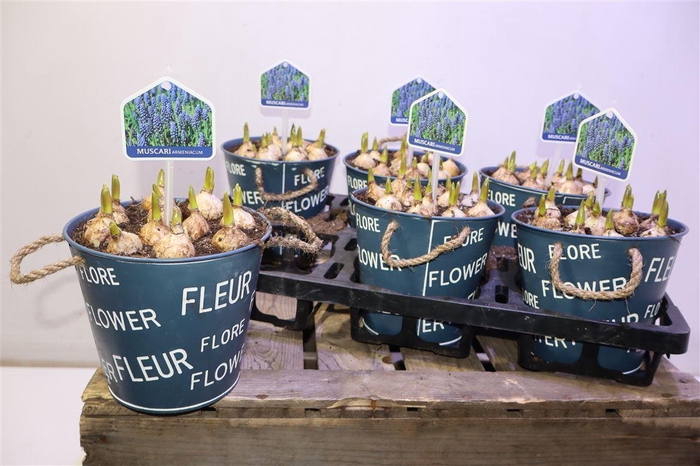 <h4>Arr Muscari In Zinken Pot</h4>