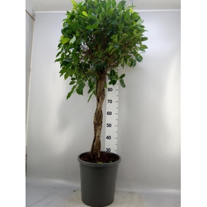 Ficus   ...
