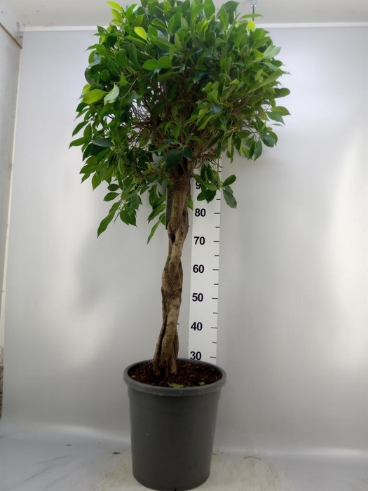 <h4>Ficus   ...</h4>