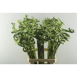 Dra Lucky Bamboo Spiraal 80 Cm