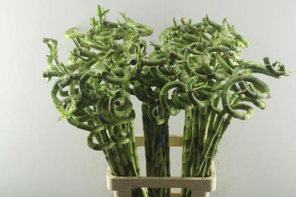 <h4>Dra Lucky Bamboo Spiraal 80 Cm</h4>