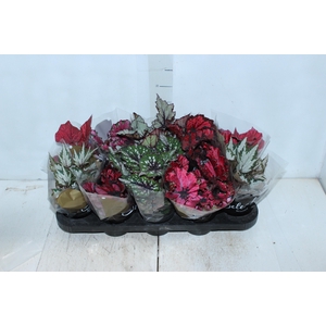 BEGONIA BELEAF P11 PO