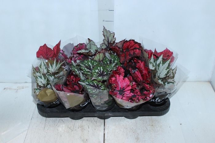 BEGONIA BELEAF P11 PO