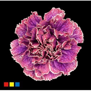 Dianthus St Passion