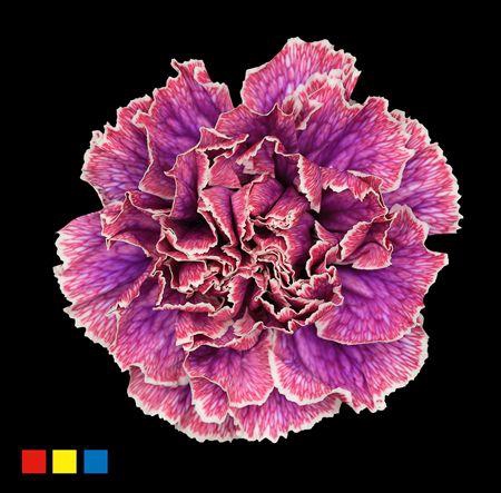 <h4>Dianthus St Passion</h4>