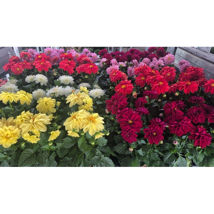 <h4>DAHLIA ROYAL GEM</h4>