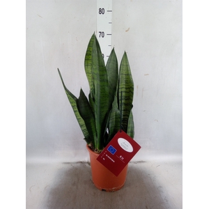 Sansevieria trifa. 'Hahnii'