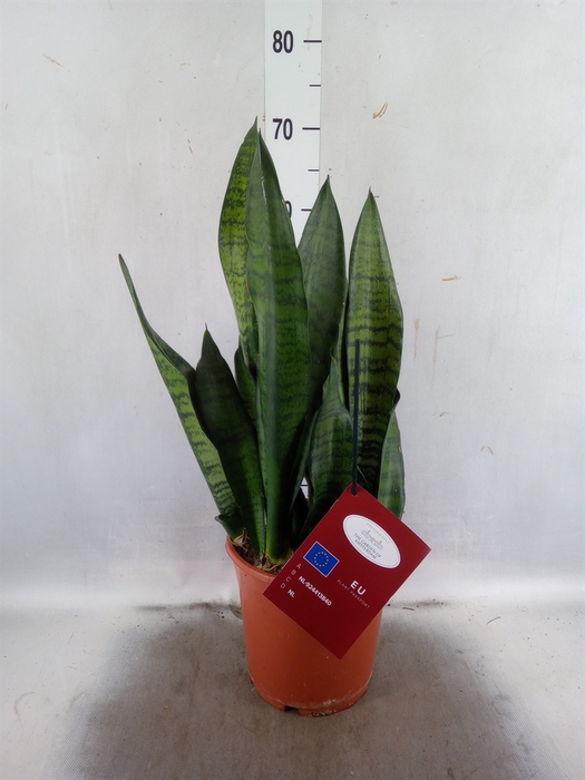 <h4>Sansevieria trifa. 'Hahnii'</h4>