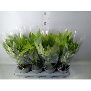 Fatsia japonica 'Variegata'