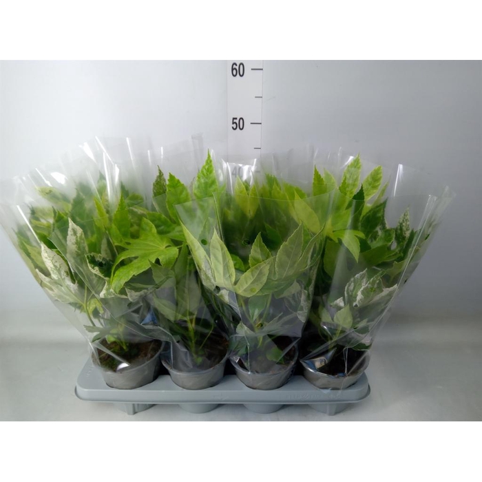 <h4>Fatsia japonica 'Variegata'</h4>