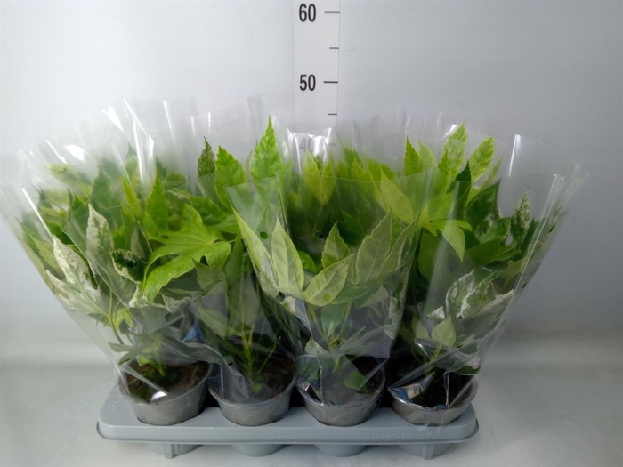 Fatsia japonica 'Variegata'