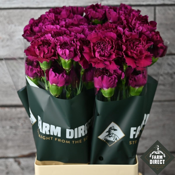 <h4>DI ST PURPLE DAMASCUS</h4>