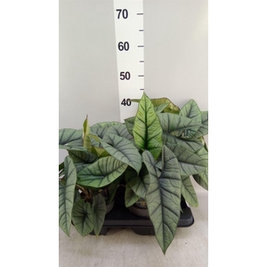 Alocasia   ...