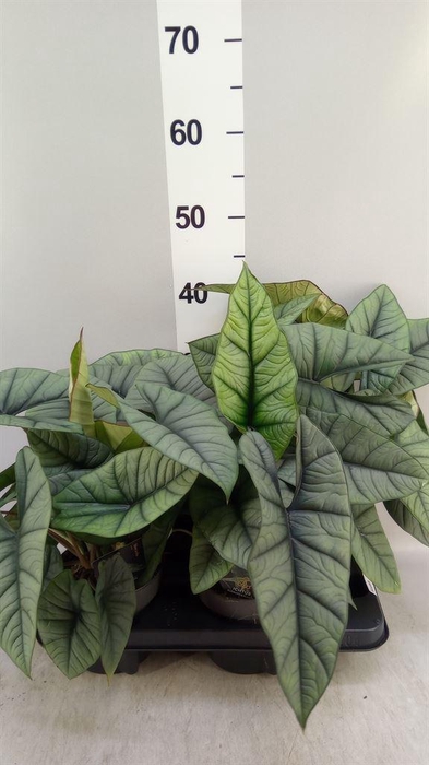 <h4>Alocasia   ...</h4>