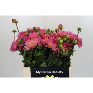 Dahlia Karma Sangria