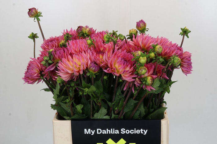 Dahlia Karma Sangria