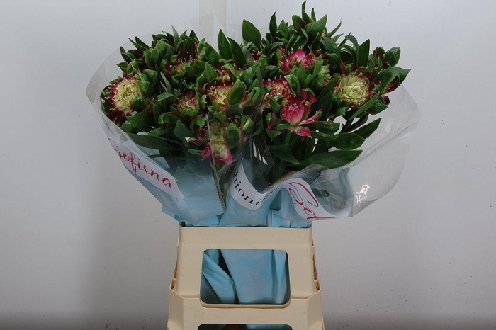 <h4>Alstr Fash Sofiena</h4>