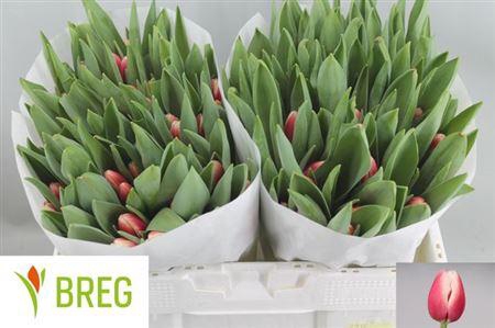 <h4>Tu En Timeless</h4>