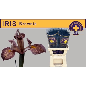 IRIS OV