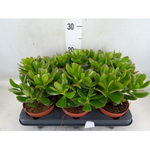 Crassula  'Magical Tree'