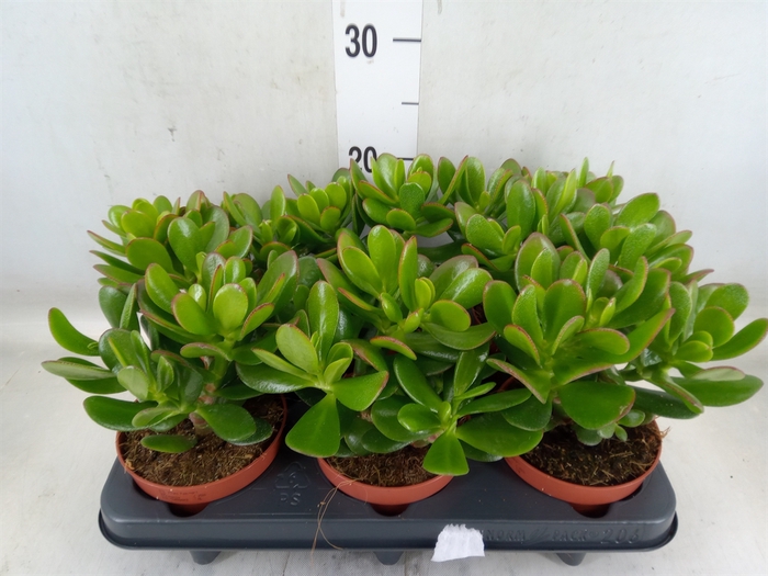 <h4>Crassula  'Magical Tree'</h4>