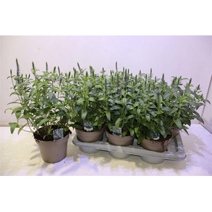 Vero Sp Annivers Bl