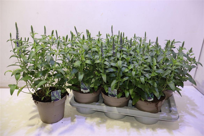 <h4>Vero Sp Annivers Bl</h4>