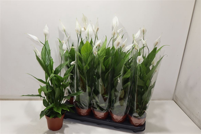 <h4>Spath Alana</h4>